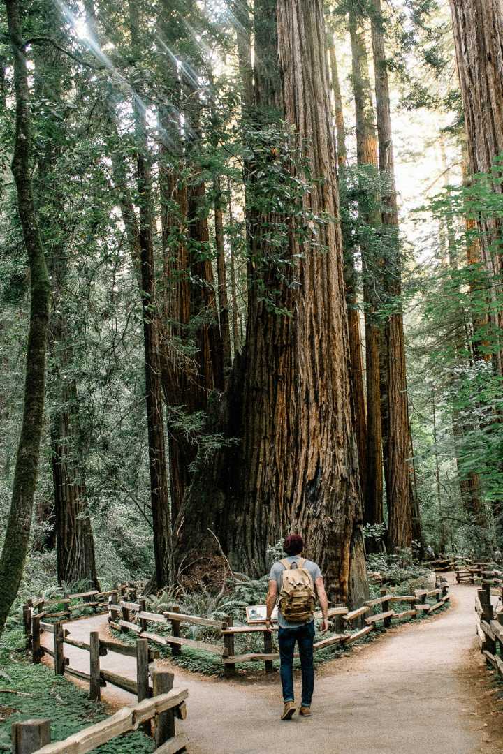A gentleman in the woods with a brown backpack on his back looking at two walkways